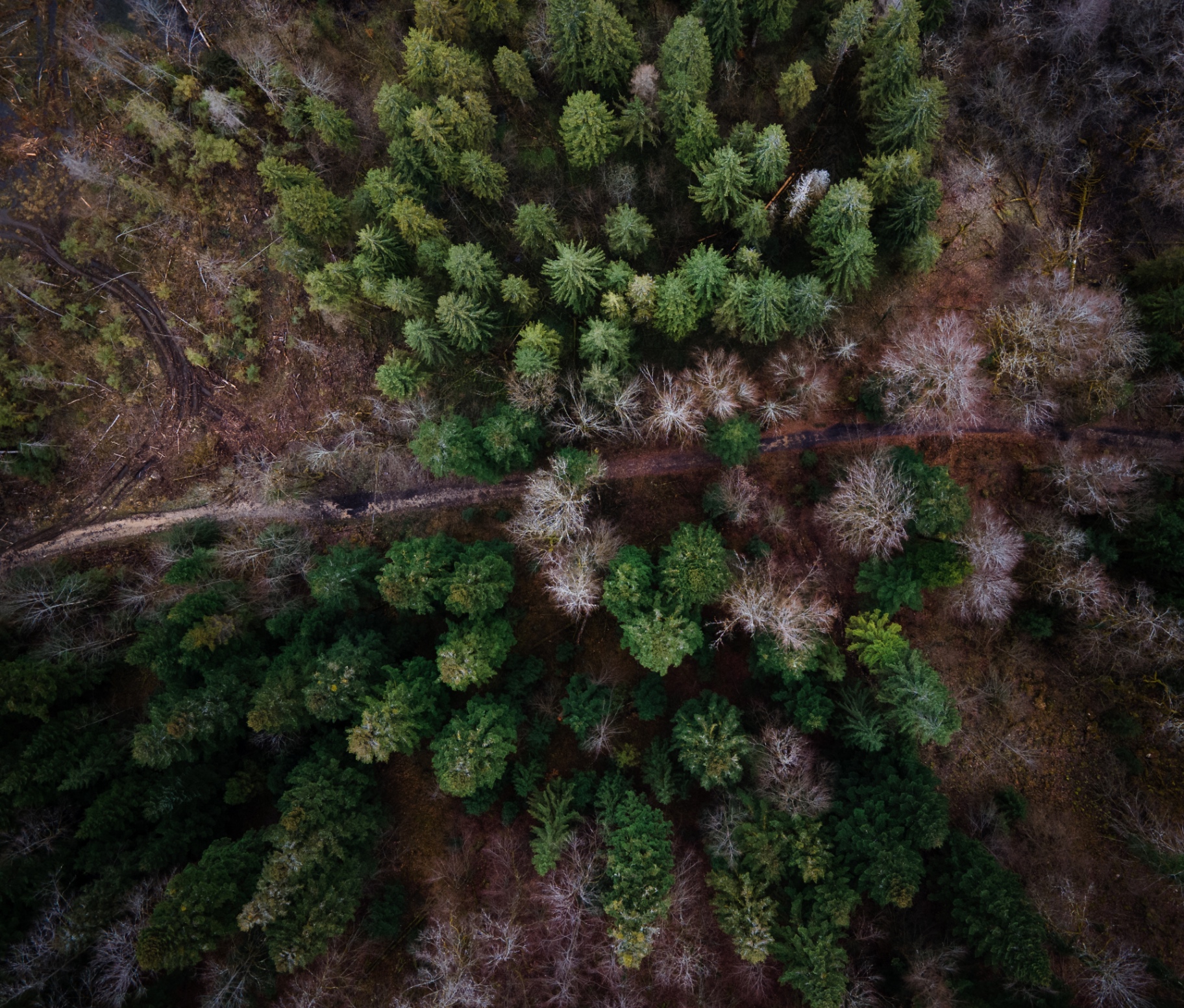 Piste forestière du Jura vue du ciel, mélange de conifères et de feuillus