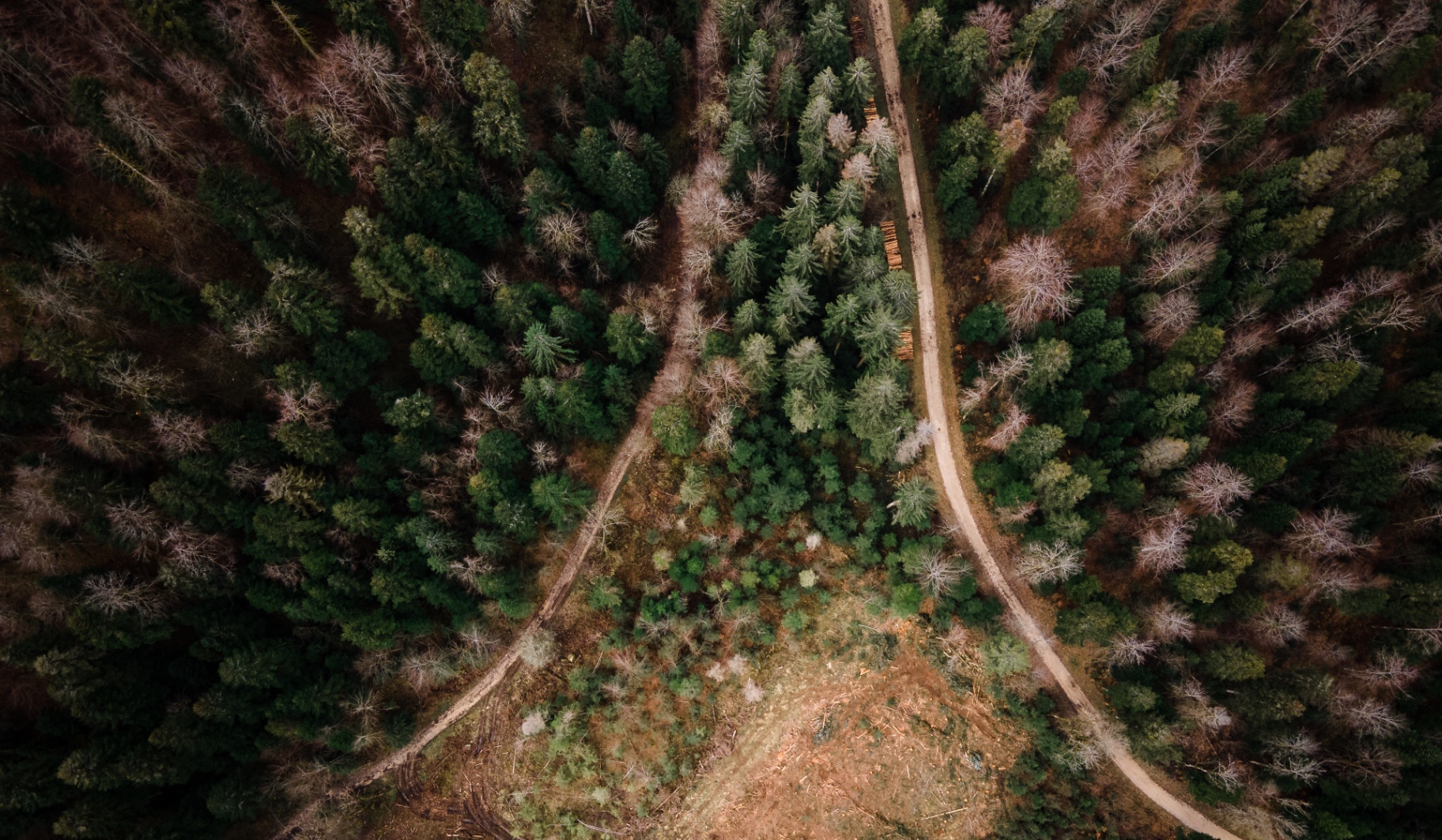 Sapins et chemins entrecroisés, drone Jura
