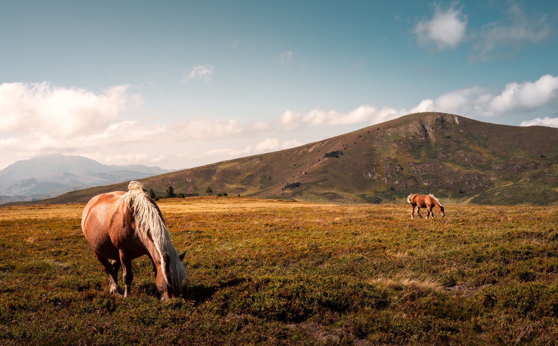 Chevaux en liberté au pic de Tarbésou