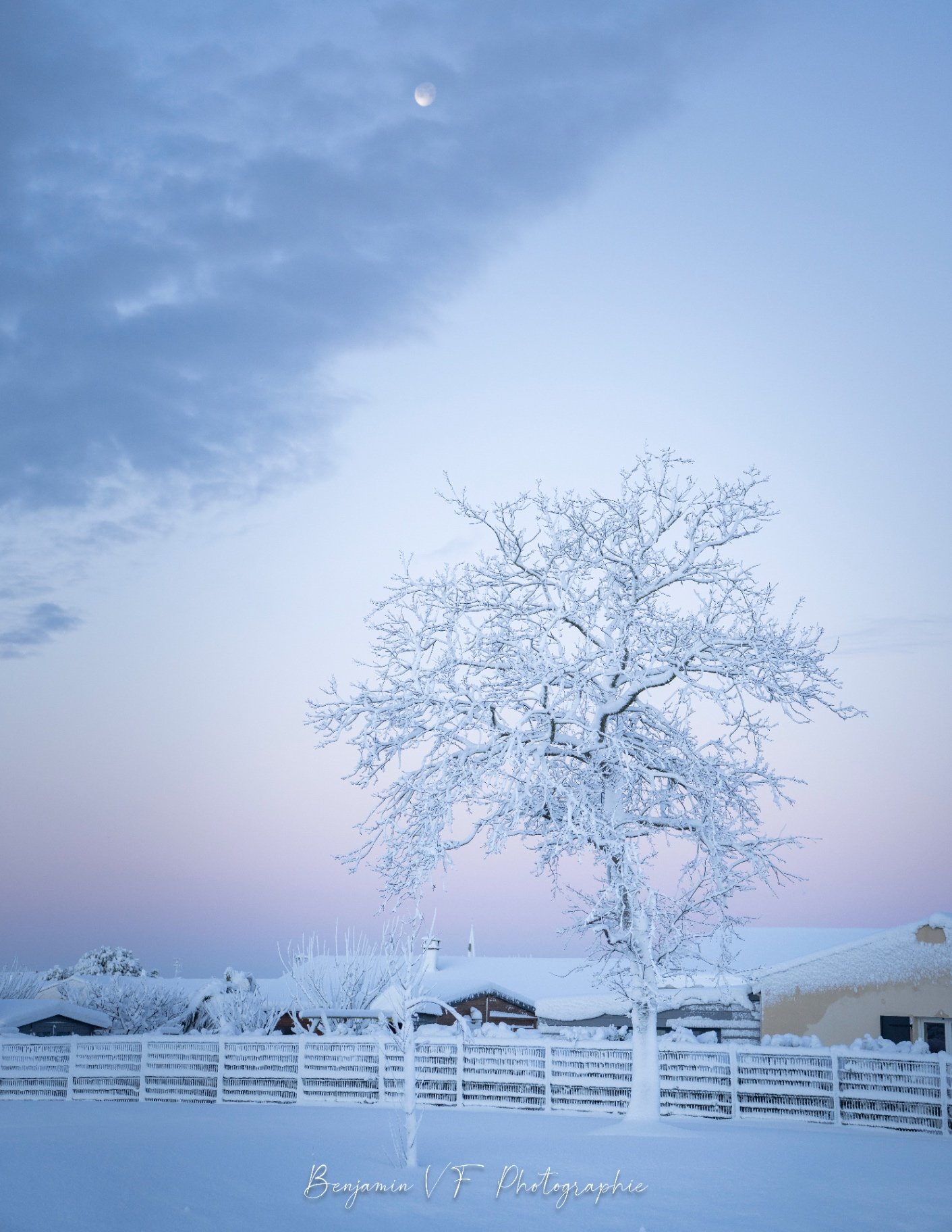 Arbre givré et lune sous un ciel mauve, Sémussac