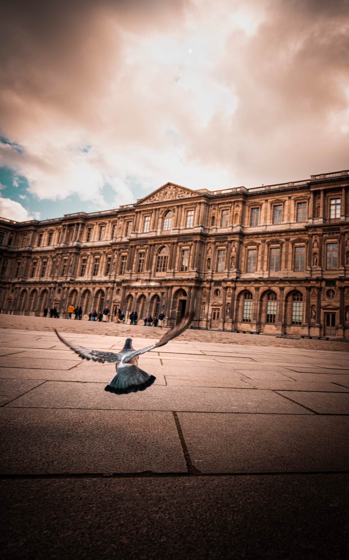 Pigeon en vol devant la cour Carrée du Louvre